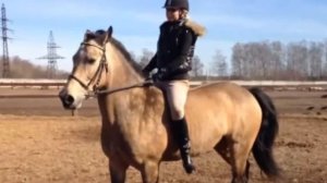 Езда верхом на лошади первый раз без седла