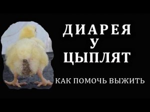 Взвешивание бройлера 14 суток, едят Славный корм. Грязный зад у птенца - лечение.