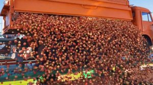 Сады Придонья. Всего 3 часа, чтобы яблоки стали соком.