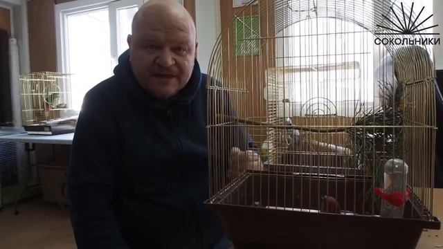 Клесты - северные попугаи смотреть онлайн