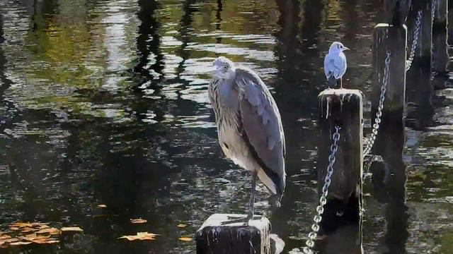 Grey Heron nattering смотреть онлайн