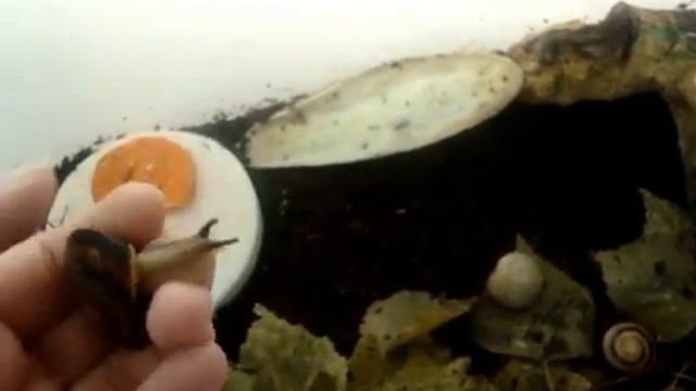 Как дела у караколусов?) смотреть онлайн