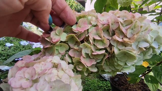 Гортензия метельчатая Мэджикал Монблан??
Hydrangea paniculata Magical Mont Blanc