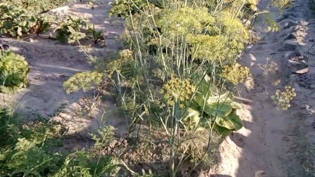 Первый раз топим баню ??? #надаче смотреть онлайн