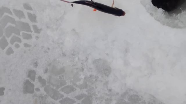 Опыт приходит со временем. Ловля щуки на жерлицы. смотреть онлайн