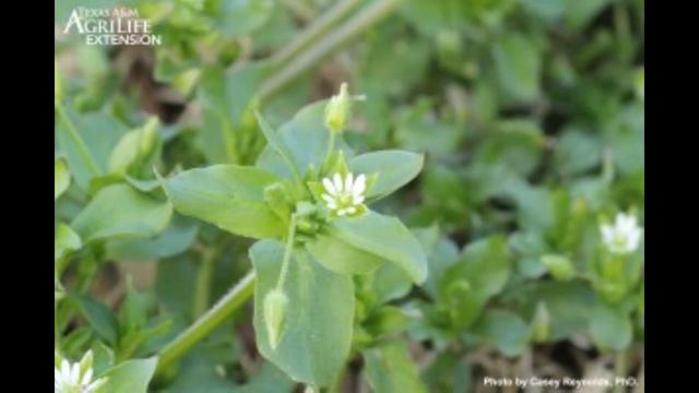 Cool Season Lawn Weeds ID 1 смотреть онлайн