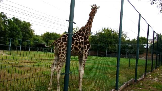 Жираф в Ростовском зоопарке. 22.09.21 г. смотреть онлайн