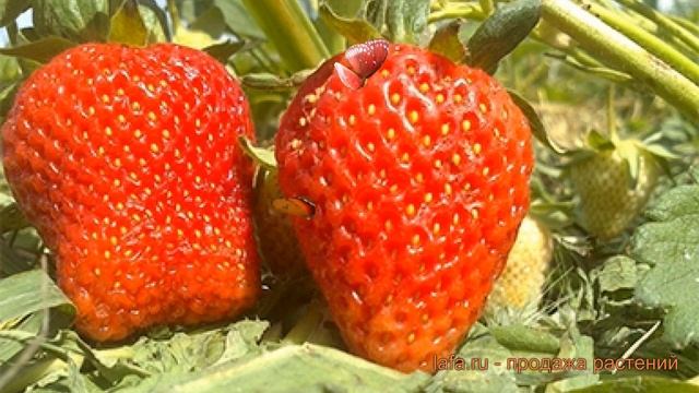 Земляника садовая Сан Андреас (fragaria ananassa) ? обзор: как сажать, рассада земляники Сан Андреа смотреть онлайн