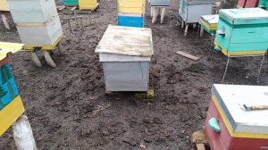 Пчеловождения в 10 рамочньіх ДАДАН / Пчеловодство