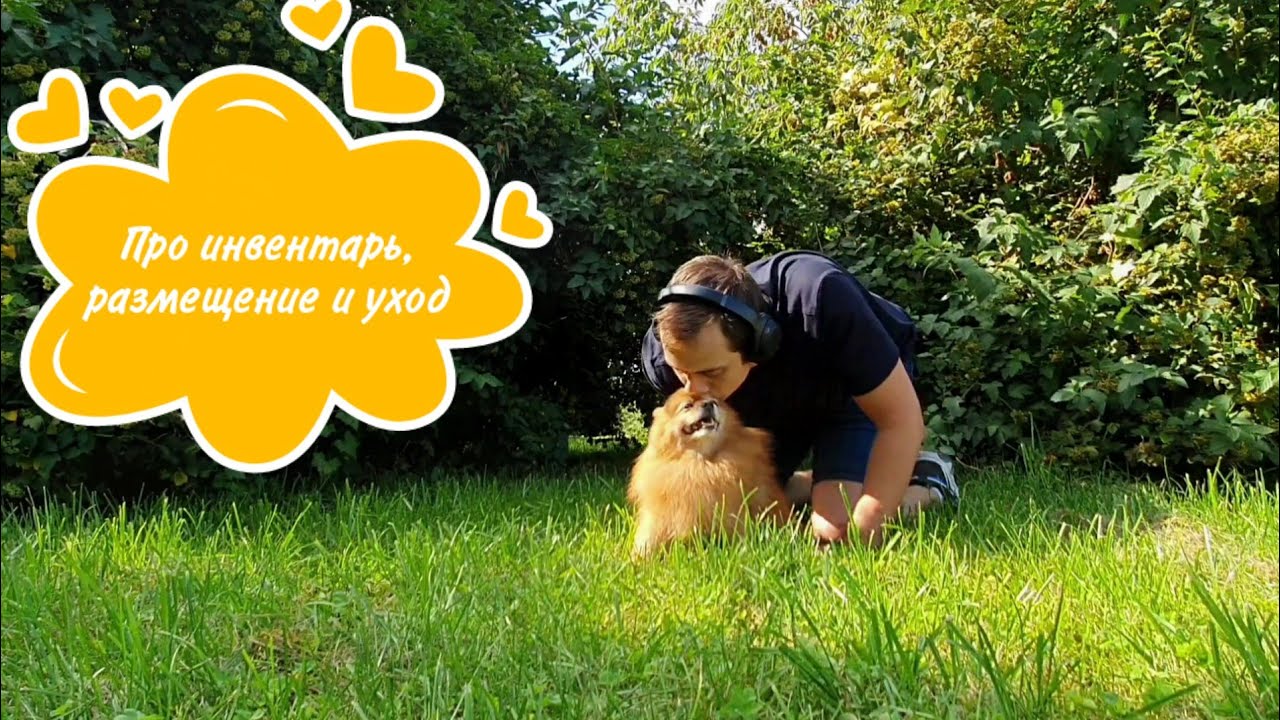 Про инвентарь, размещение и уход. О содержании собак смотреть онлайн
