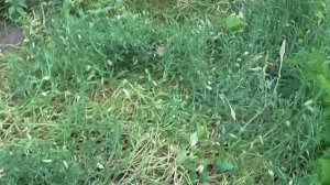 Горох трех сортов