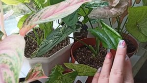 Почему же сингониумы уходят в зелень??