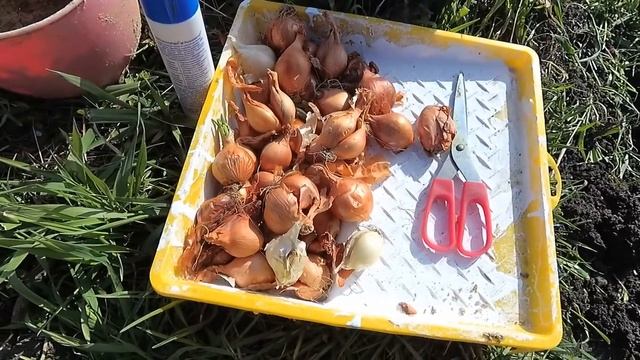 Посадка лука весной в открытый грунт смотреть онлайн
