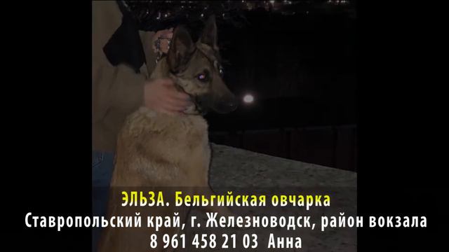 Нашлась! ЭЛЬЗА. Бельгийская овчарка. Ставропольский край, г .Железноводск, район вокзала