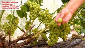 Виноград НЕЛЬСОН раннего срока созревания, с приятным мускатным ароматом. Нельсон город или человек