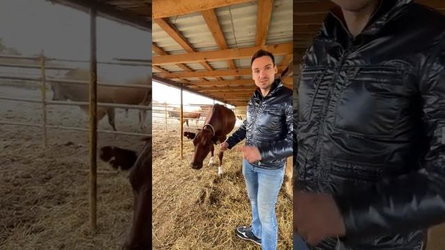 Откуда у коров дырки в ушах? / Каждая корова на экоферме – особенная #shorts смотреть онлайн
