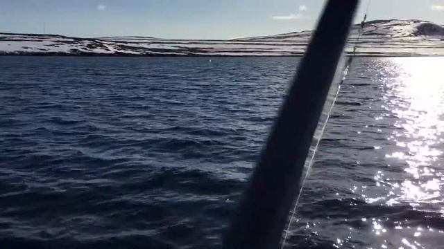 Первый палтус в 2016 году, 22 кг смотреть онлайн