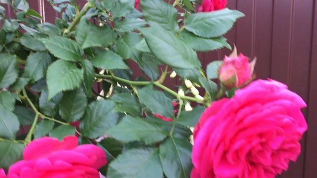 РОЗА МАРИТИМ! Роскошное цветение второгодки. смотреть онлайн