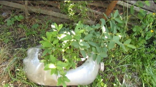 жимолость смотреть онлайн