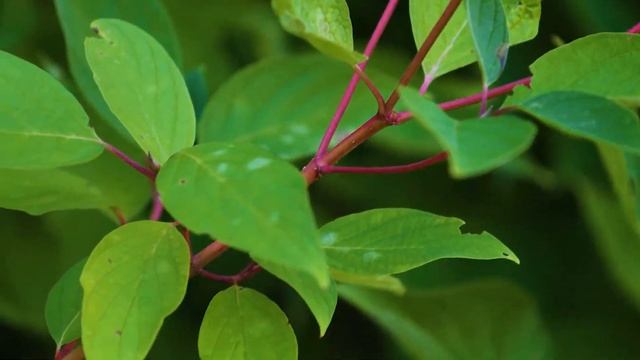 Cornus sericea or alba - Red Twig Dogwood, Redosier Dogwood, Tatarian Dogwood смотреть онлайн
