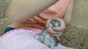 Что если котятам не хватает материнского молока