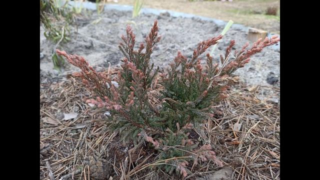 Топ-10 самые лучшие хвойные кустарники смотреть онлайн