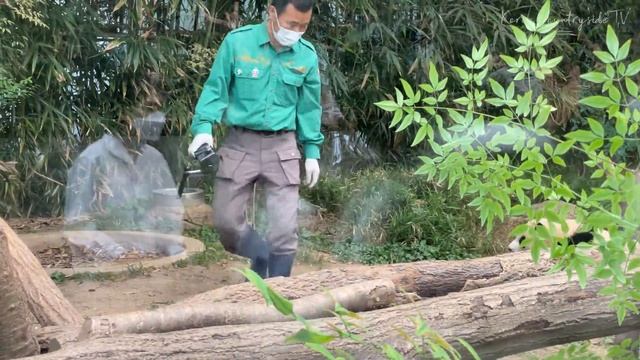 [4K]삘받은 아기판다의 장꾸력, 그 끝을 보게 되실 영상_판다곰 아니고 강아지_에버랜드판다월드 푸바오 러바오 아이바오_Babypanda log Ep.40 смотреть онлайн