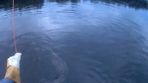 Сом москва река - подмосковье