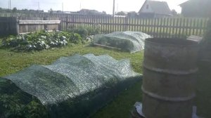 Проведал теплицу в деревне