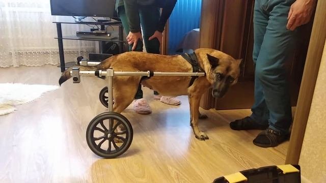 Инвалидная коляска для собак
