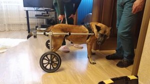 Инвалидная коляска для собак