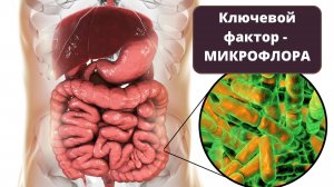 Правильная борьба калориями. Как сжигаются жиры? Ключевая роль микрофлоры и пищевых волокон