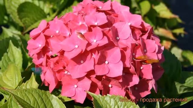 Гортензия крупнолистовая Лихтфайр (leuchtfeuer) ? обзор: как сажать, саженцы гортензии Лихтфайр смотреть онлайн