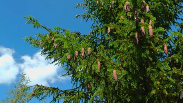 Еловые шишки этого года. смотреть онлайн