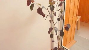 Выращивание лоропеталума в домашних условиях