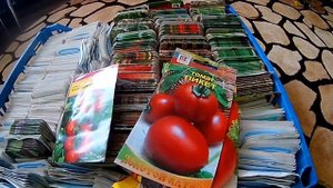 Скороспелые томаты