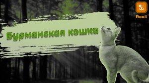 Бурманская порода кошек (Бурма)