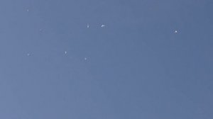 Голуби Коптер и снова Сапсан -1.Pigeons Copter and again Peregrine Falcon -1.