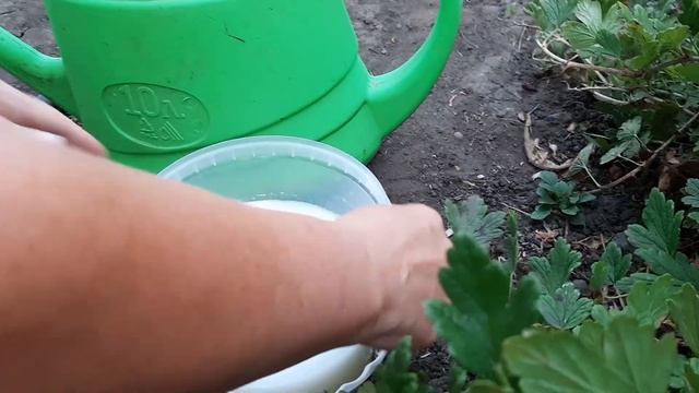 Увеличиваем урожай перца в 3 раза. Необычная подкормка народным средством. смотреть онлайн