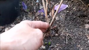 Новый сорт клематиса Тайга. Принимаю заказы на саженцы, весна 2020.