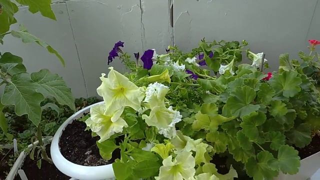 Мини овощи (28.07.2022) смотреть онлайн