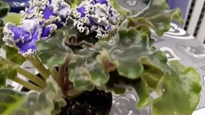 Фиалка сорта ЛЕ-КУДРИ ВЕНЕРЫ