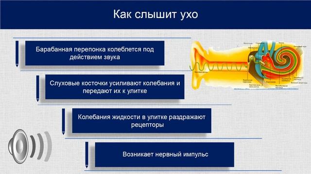 Biology 12+ Слуховой анализатор Гигиена органа слуха Baranciuc Liudmila смотреть онлайн