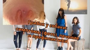Грибок у собаки: симптомы (фото), лечение и профилактика