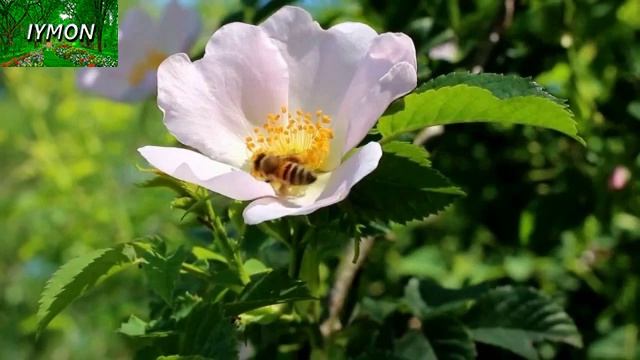 ЭРКАКЛАР УЧУН ТРОС БРАСЛЕТ УЗУК ТАҚИШ ШАРИАТДА МУМКУНМИ смотреть онлайн