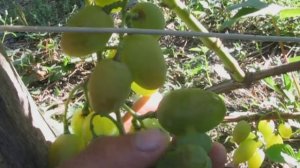 Размеры ягод . Белый Кокл ...