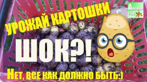 Картошка в мешках СБОР УРОЖАЯ!!! Выращивание картофеля в мешках 4 / Potatoes in bags 4