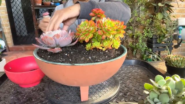 Succulent Arrangement with vibrant colors смотреть онлайн