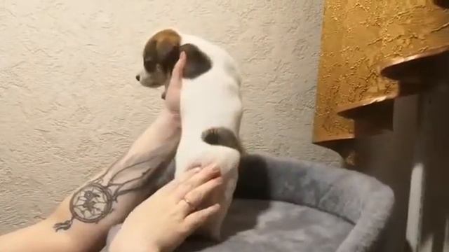 Щенок Джек Рассел терьера - Сияющий Бриллиант Пончик смотреть онлайн