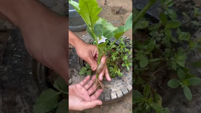 How to Grafting eggplant fruit eggs 100% effective